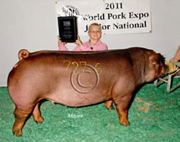 York Gilts